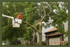 Tree Service Nashua | Damaged Tree & Trimming Branch