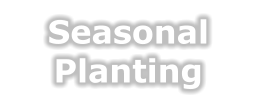 Tree Service Nashua | Seasonal Planting