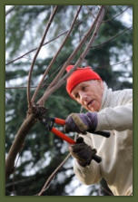 Tree Service Nashua | Tree Trimming & Pruning