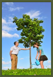Tree Service Nashua | Plant Tree 