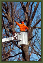 Tree Service Nashua | Tree Trimming