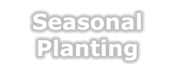 Tree Service Nashua | Seasonal Planting