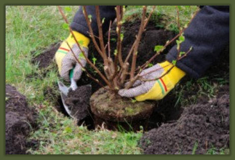 Tree Service Nashua | Planting Shrubs