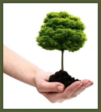 Tree Service Nashua | Tree Planting Tips