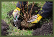 Tree Service Nashua | Planting Shrubs