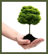 Tree Service Nashua | Tree Planting Tips
