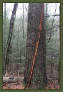Tree Service Nashua | Tree Lightning Damage