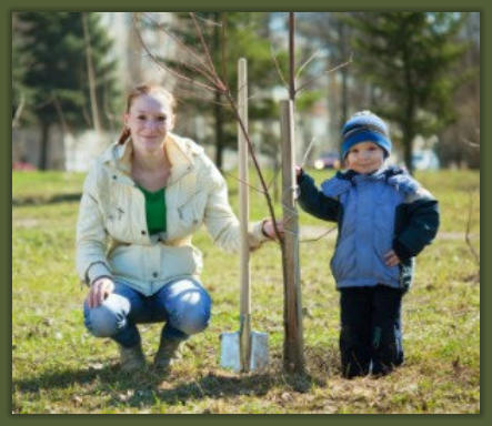 Tree Service Nashua | Tree Transplant