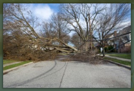 Tree Service Nashua | Hazardous Tree