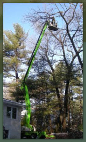 Tree Service Nashua | Nift Lift Extended