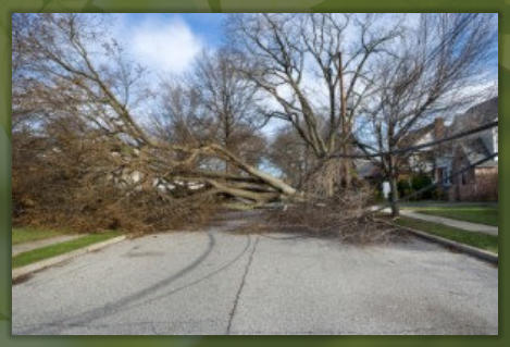 Tree Service Nashua | Hazardous Tree