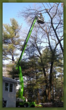 Tree Service Nashua | Nift Lift Extended