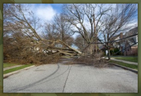 Tree Service Nashua | Hazardous Tree