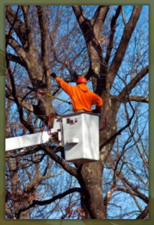 Tree Service Nashua | Tree Trimming