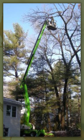 Tree Service Nashua | Nift Lift Extended