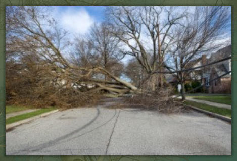 Tree Service Nashua | Hazardous Tree