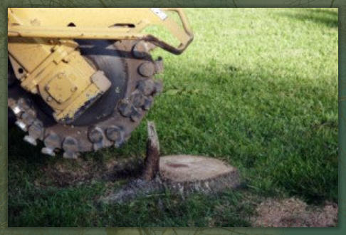 Tree Service Nashua | Stump Grinder