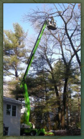 Tree Service Nashua | Nift Lift Extended