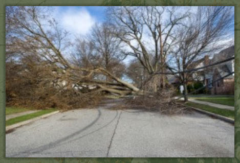 Tree Service Nashua | Hazardous Tree