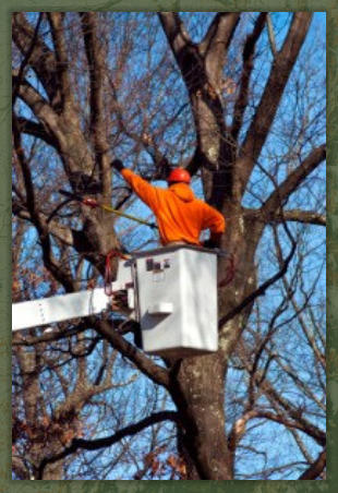 Tree Service Nashua | Tree Trimming