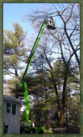 Tree Service Nashua | Nift Lift Extended